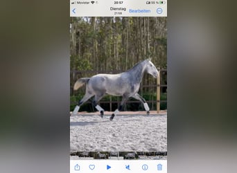 Lusitanohäst, Hingst, 2 år, 160 cm, Grå