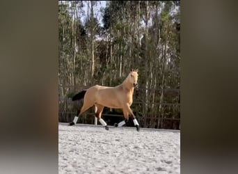 Lusitanohäst, Hingst, 2 år, 160 cm, Gulbrun