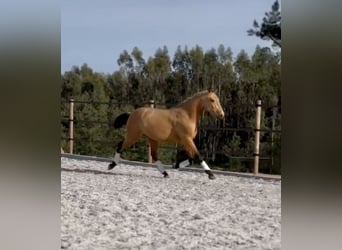Lusitanohäst, Hingst, 2 år, 160 cm, Gulbrun