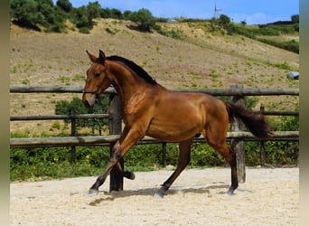 Lusitanohäst, Hingst, 2 år, 165 cm, Brun