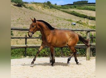 Lusitanohäst, Hingst, 2 år, 165 cm, Brun