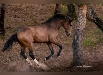 Lusitanohäst, Hingst, 2 år, 167 cm, Gulbrun