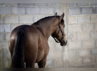 Lusitanohäst, Hingst, 2 år, 167 cm, Gulbrun