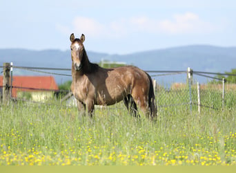Lusitanohäst, Hingst, 2 år, 168 cm, Grå