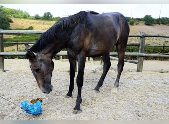 Lusitanohäst, Hingst, 2 år, 168 cm, Grå-blå-brun