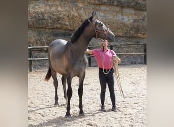 Lusitanohäst, Hingst, 2 år, 168 cm, Grå-blå-brun