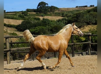Lusitanohäst, Hingst, 3 år, 156 cm, Palomino