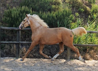 Lusitanohäst, Hingst, 3 år, 156 cm, Palomino