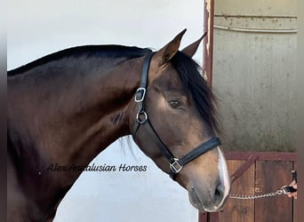 Lusitanohäst, Hingst, 3 år, 157 cm, Gulbrun