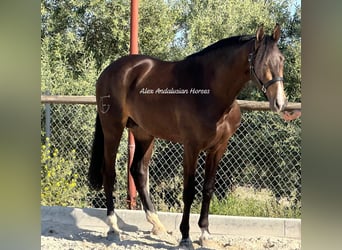 Lusitanohäst, Hingst, 3 år, 157 cm, Gulbrun