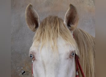 Lusitanohäst, Hingst, 3 år, 159 cm, Cremello