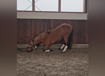 Lusitanohäst, Hingst, 3 år, 160 cm, Gulbrun