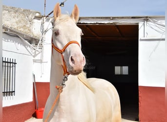 Lusitanohäst, Hingst, 3 år, 160 cm, Pärla