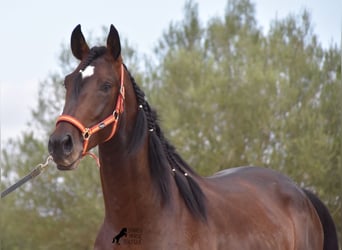 Lusitanohäst, Hingst, 3 år, 161 cm, Brun