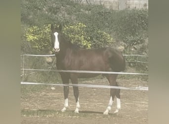 Lusitanohäst Blandning, Hingst, 3 år, 162 cm, Brun