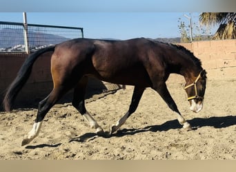 Lusitanohäst Blandning, Hingst, 3 år, 162 cm, Brun