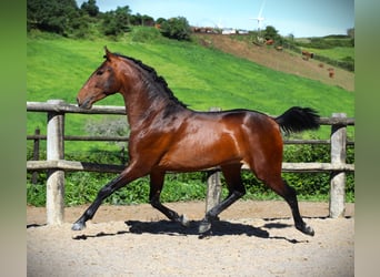 Lusitanohäst, Hingst, 3 år, 165 cm, Brun