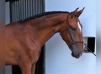 Lusitanohäst, Hingst, 3 år, 166 cm, Brun
