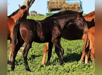 Lusitanohäst, Hingst, 3 år, 168 cm, Mörkbrun