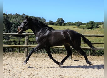 Lusitanohäst, Hingst, 3 år, 168 cm, Mörkbrun