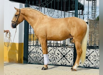 Lusitanohäst, Hingst, 3 år, Palomino