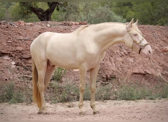 Lusitanohäst Blandning, Hingst, 4 år, 155 cm, Cremello