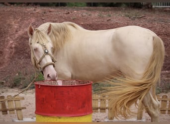 Lusitanohäst Blandning, Hingst, 4 år, 155 cm, Cremello