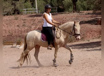 Lusitanohäst Blandning, Hingst, 4 år, 155 cm, Cremello