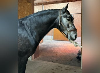 Lusitanohäst, Hingst, 4 år, 156 cm, Grå-mörk-brun