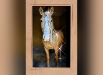 Lusitanohäst, Hingst, 4 år, 157 cm, Palomino
