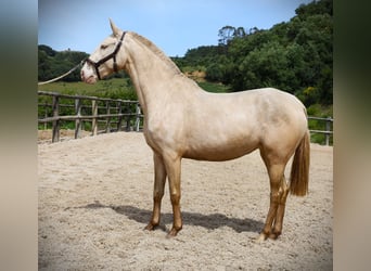 Lusitanohäst, Hingst, 4 år, 158 cm, Cremello