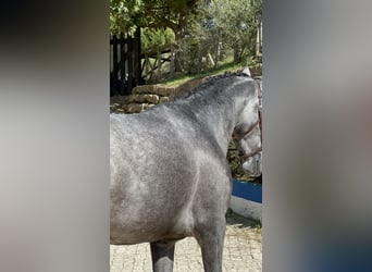 Lusitanohäst, Hingst, 4 år, 158 cm, Grå