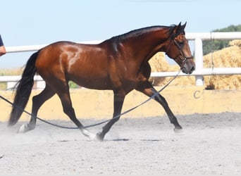 Lusitanohäst, Hingst, 4 år, 159 cm, Brun