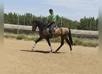 Lusitanohäst, Hingst, 4 år, 159 cm, Gulbrun