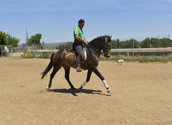 Lusitanohäst, Hingst, 4 år, 159 cm, Gulbrun