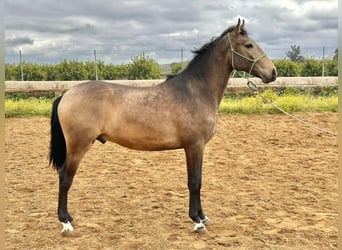 Lusitanohäst, Hingst, 4 år, 159 cm, Gulbrun