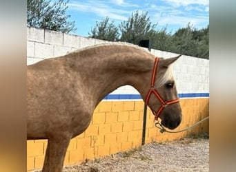 Lusitanohäst, Hingst, 4 år, 160 cm, Palomino
