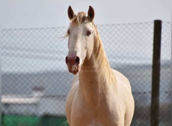 Lusitanohäst, Hingst, 4 år, 160 cm, Perlino