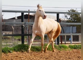 Lusitanohäst, Hingst, 4 år, 160 cm, Perlino