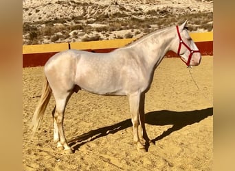 Lusitanohäst, Hingst, 4 år, 161 cm, Cremello