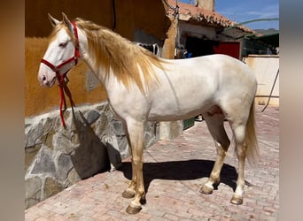 Lusitanohäst, Hingst, 4 år, 161 cm, Cremello