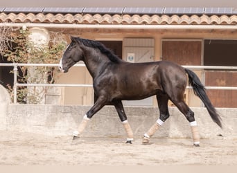 Lusitanohäst, Hingst, 4 år, 161 cm, Rökfärgad svart