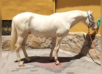 Lusitanohäst, Hingst, 4 år, 164 cm, Cremello