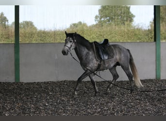 Lusitanohäst, Hingst, 4 år, Grå