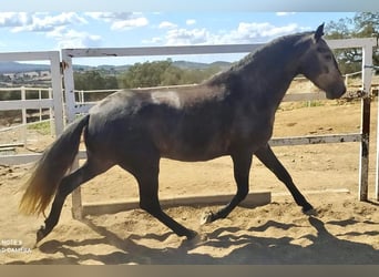 Lusitanohäst, Hingst, 5 år, 154 cm, Grå