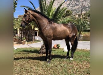 Lusitanohäst, Hingst, 5 år, 158 cm, Black