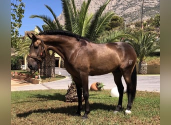 Lusitanohäst, Hingst, 5 år, 158 cm, Black