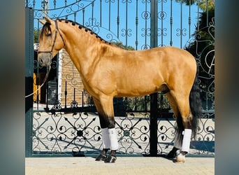 Lusitanohäst, Hingst, 5 år, 158 cm, Gulbrun