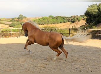 Lusitanohäst, Hingst, 5 år, 159 cm, Palomino