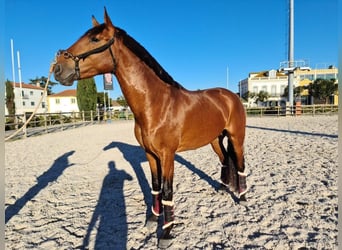 Lusitanohäst, Hingst, 5 år, 160 cm, Brun